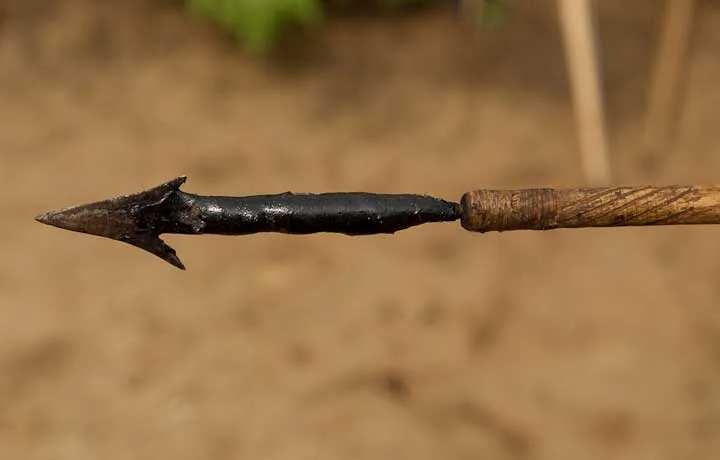 Poison arrows illustration