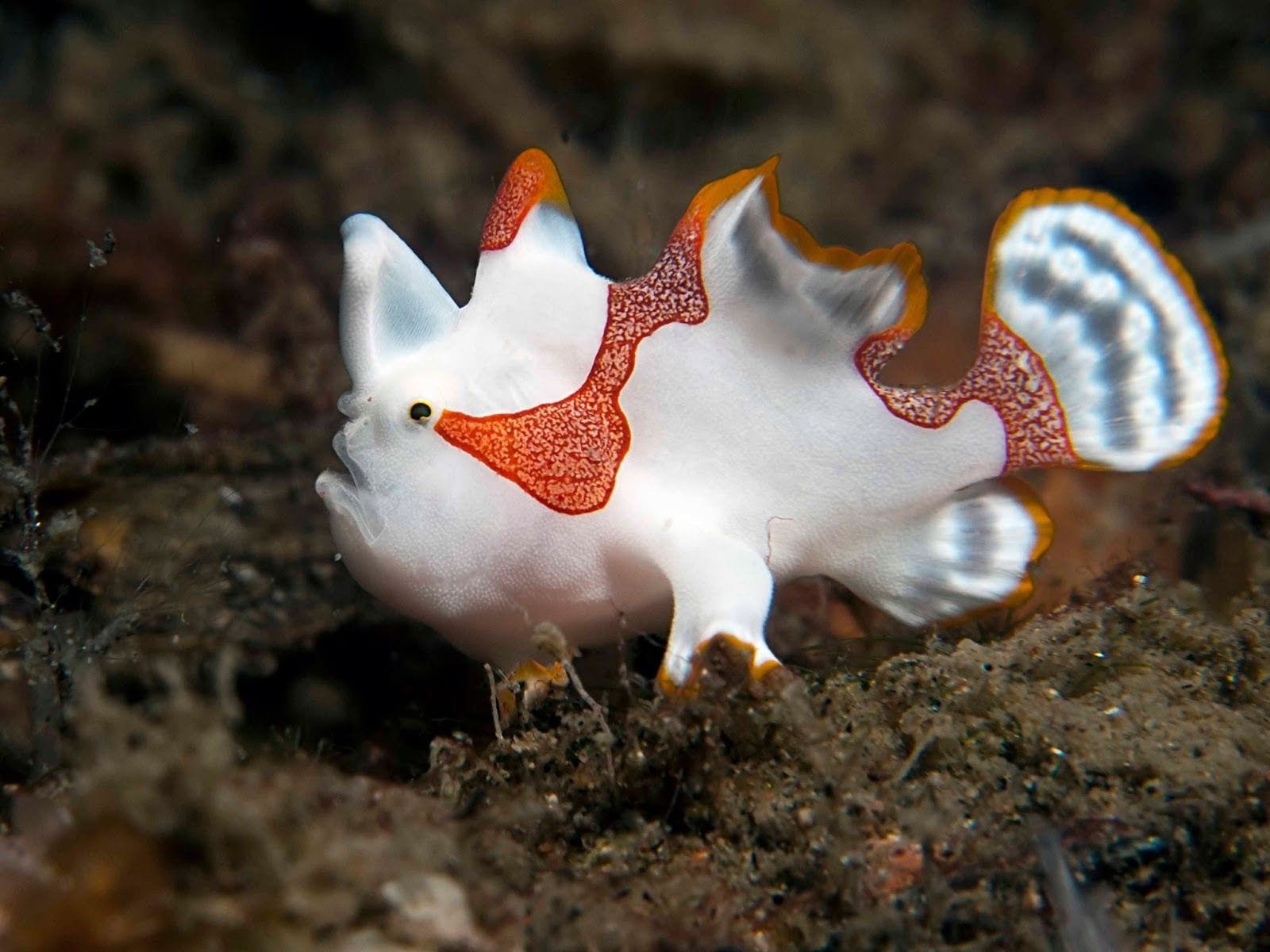 Frogfish luring prey