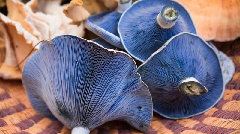 Indigo Milk Cap