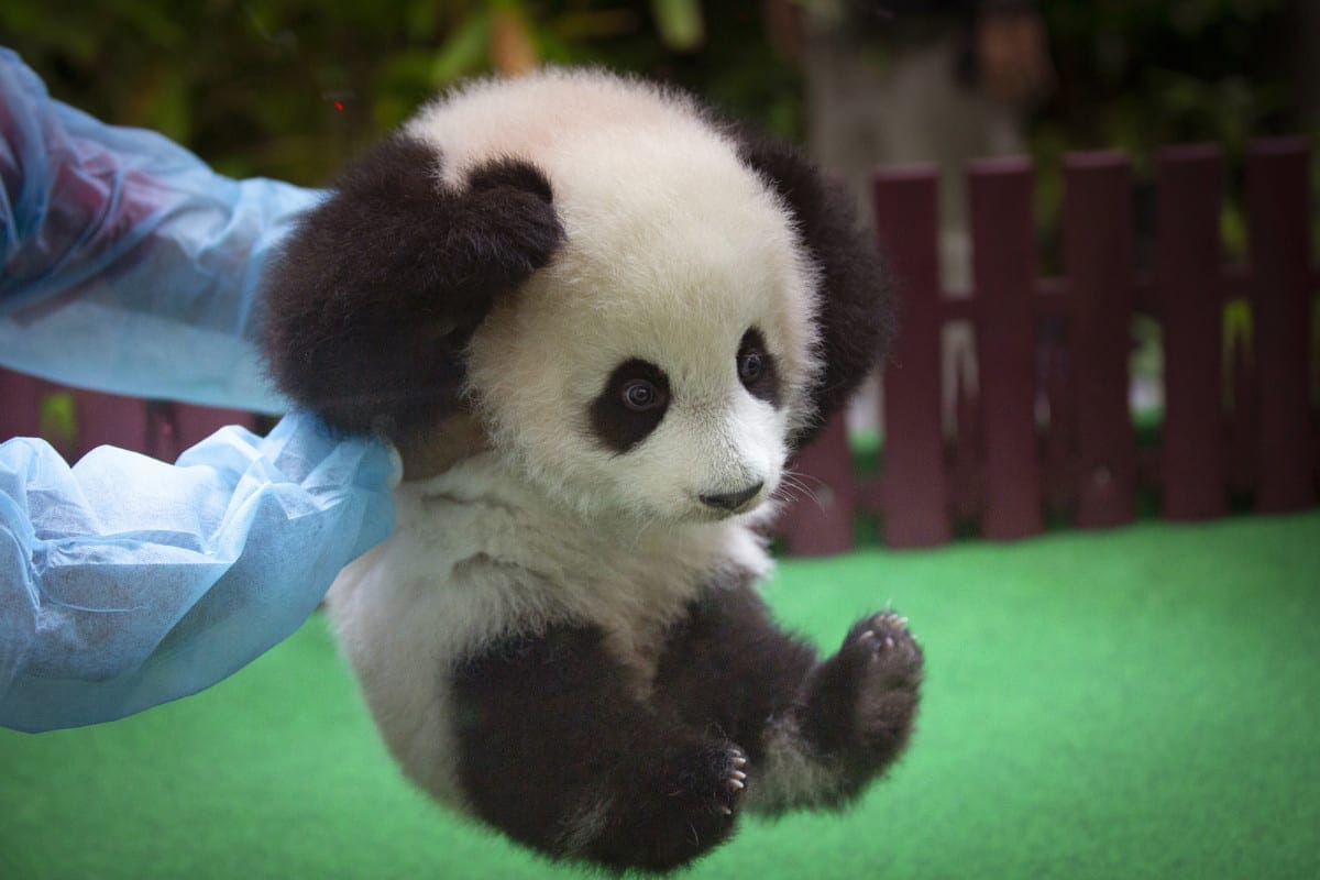 panda cub growing