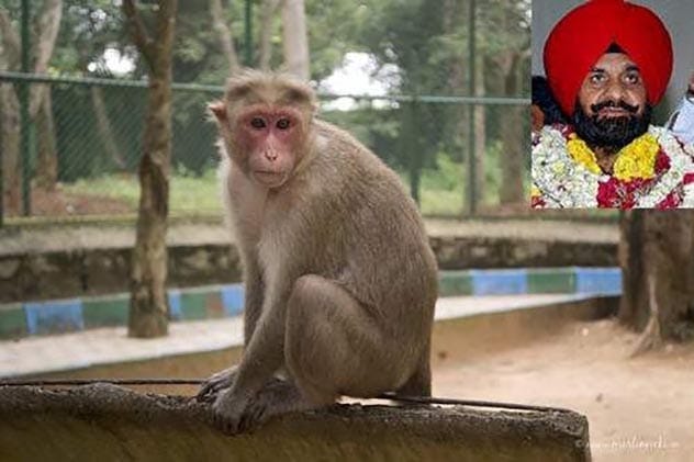 Monkeys in New Delhi