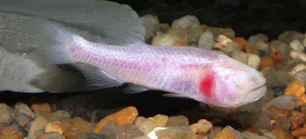 Brazilian Blind Characid