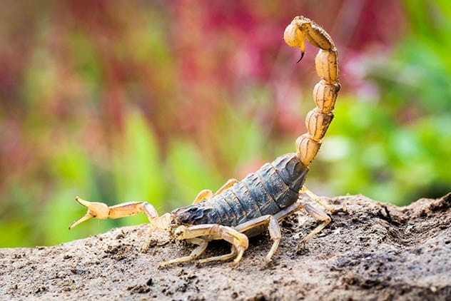 Scorpion bomb