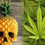10 Wildest Ways People Have Smuggled Drugs