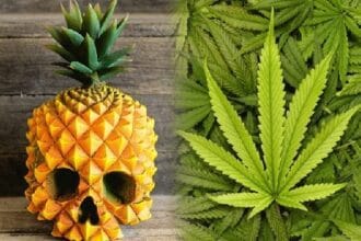 10 Wildest Ways People Have Smuggled Drugs