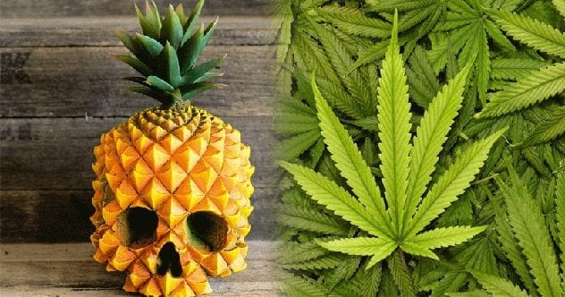 10 Wildest Ways People Have Smuggled Drugs