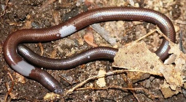 Blind Legless Lizard