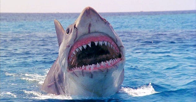 Shark Attack Movie Scenes: Fact vs. Fiction!