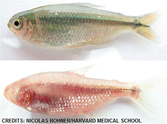 Mexican Tetra
