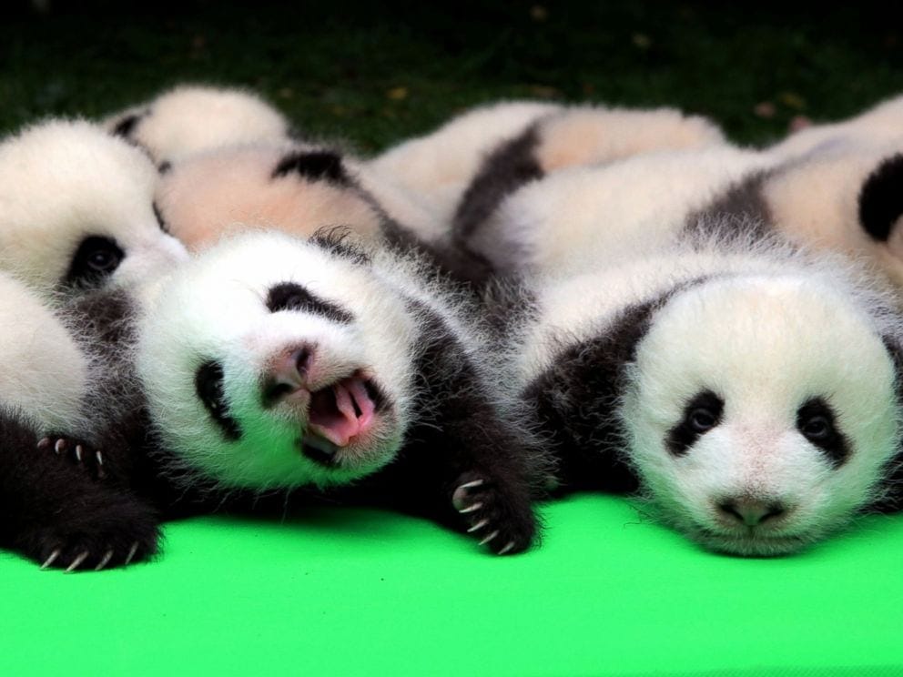 panda low birth rate