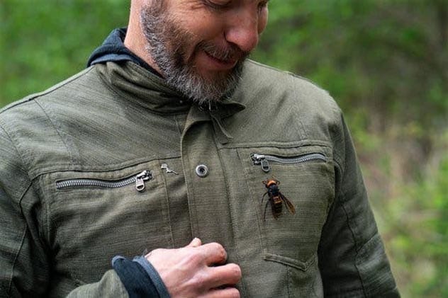 An Asian Giant Hornet, also known as a 'murder hornet'.