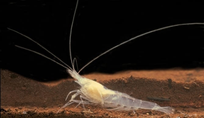 Kentucky Cave Shrimp