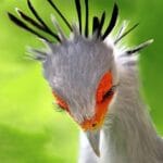 10 Animals With Wildly Creative Hunting Tactics