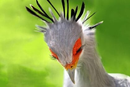 10 Animals With Wildly Creative Hunting Tactics