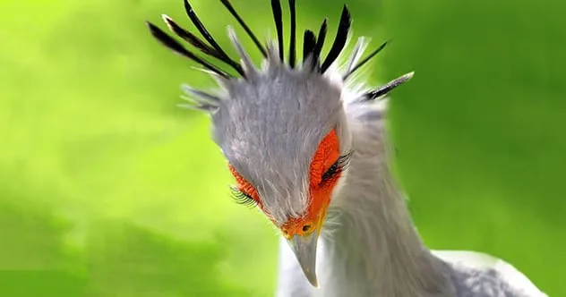 10 Animals With Wildly Creative Hunting Tactics