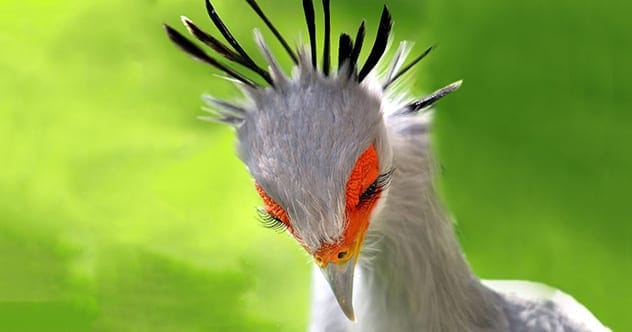 Secretary bird stomping on a snake