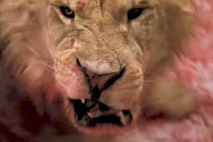 Movie Mayhem: 10 Horrific On-Set Accidents