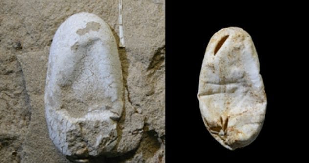 Dinosaur soft shelled eggs
