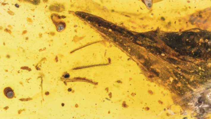 Smallest dinosaur Oculudentavis khaungraae