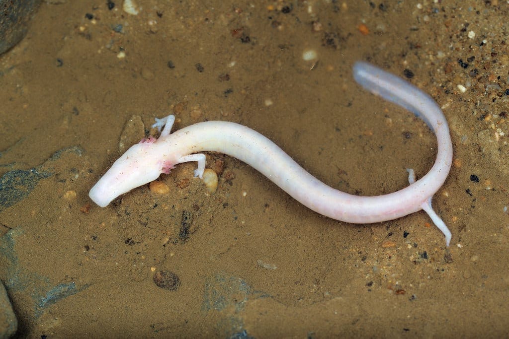 Olm