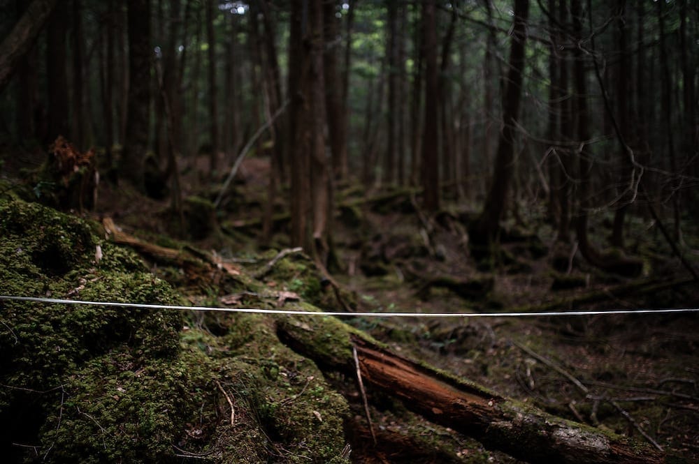 Ribbons tied to trees in Aokigahara Forest