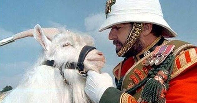 William Windsor the Goat