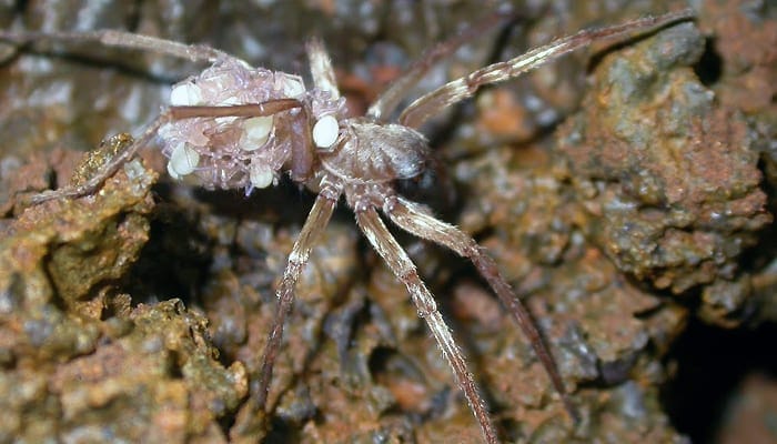 Kaua’i Cave Wolf Spider