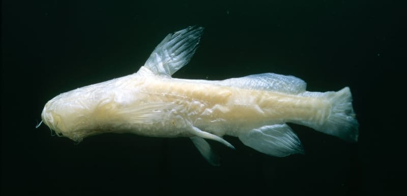 Widemouth Blindcat