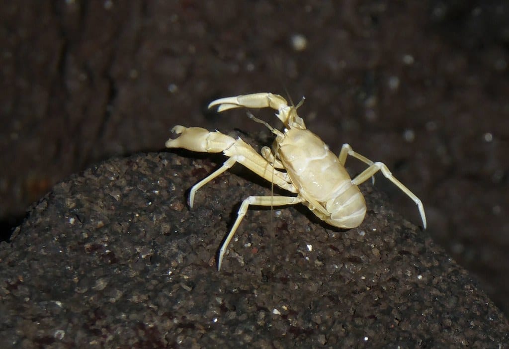 Blind Albino Cave Crab