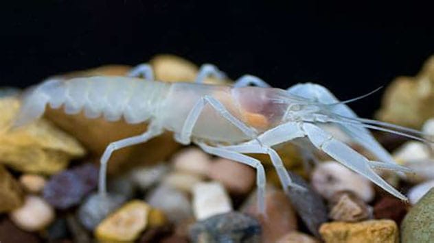 Southern Cave Crayfish