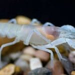 10 Amazing Animals That Evolved Without Eyes