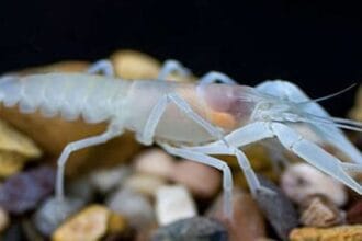 10 Amazing Animals That Evolved Without Eyes