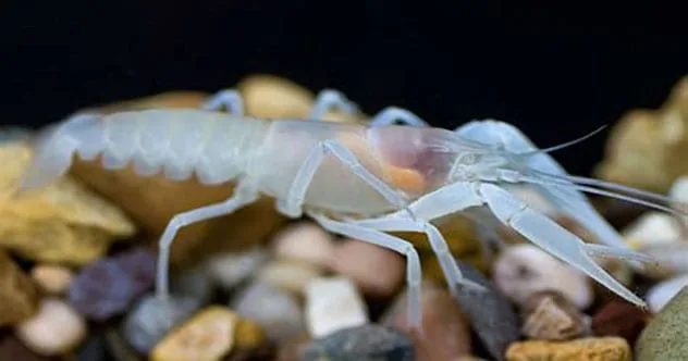 10 Amazing Animals That Evolved Without Eyes
