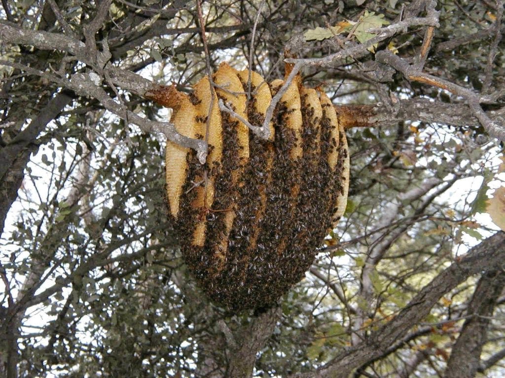Beehive bomb