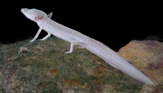 Texas Blind Salamander