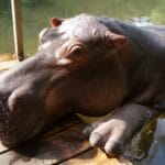 10 Wild Wonders: Unusual Pets & Their Amazing Human Bonds