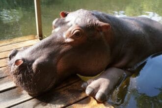 10 Wild Wonders: Unusual Pets & Their Amazing Human Bonds