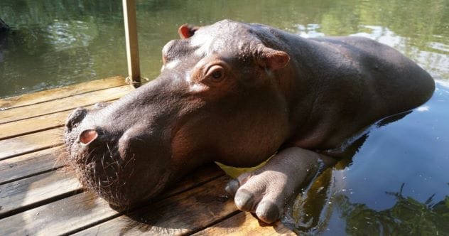 10 Wild Wonders: Unusual Pets & Their Amazing Human Bonds