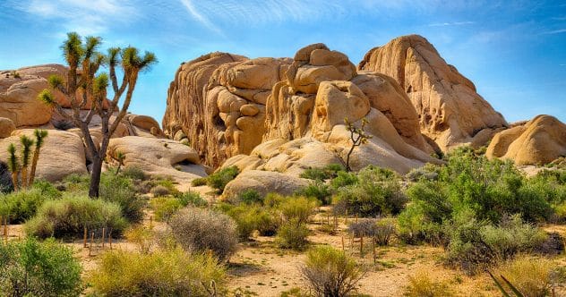 Desert landscape of Joshua Tree National Park, where heatstroke is a risk.