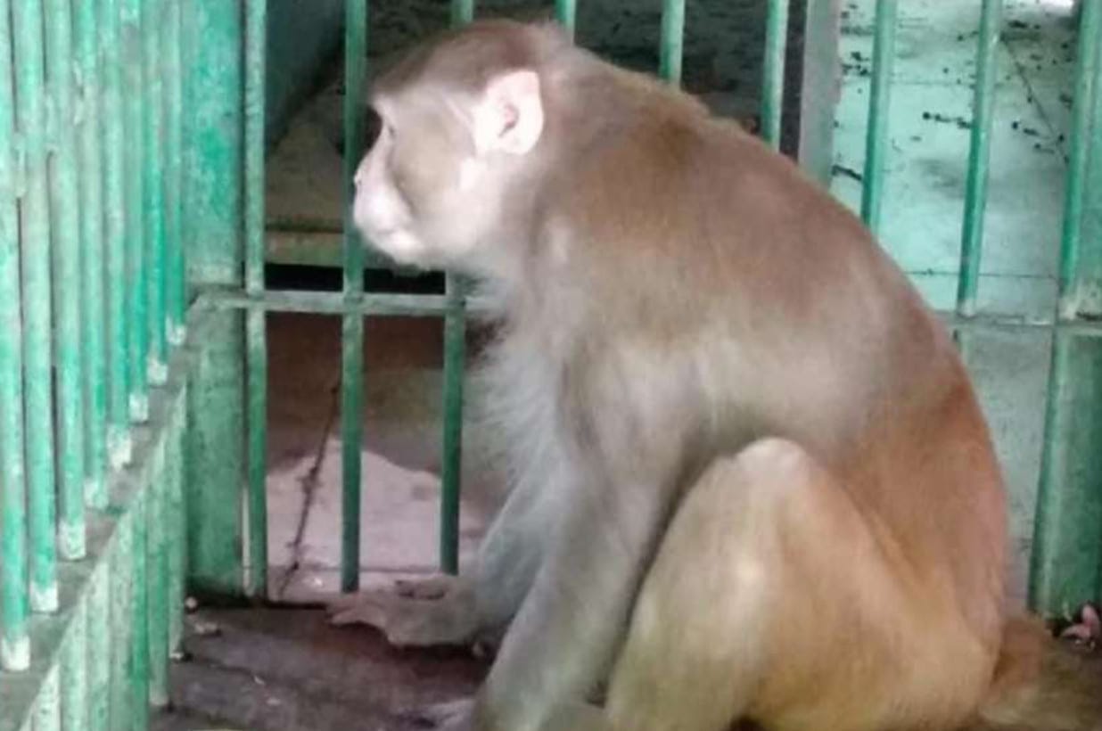 Alcoholic monkey Kalua