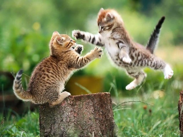 Cute kittens representing increased pet adoptions