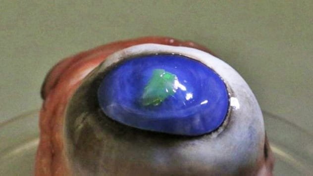 Close-up of a contact lens, symbolizing laser-embedded lenses