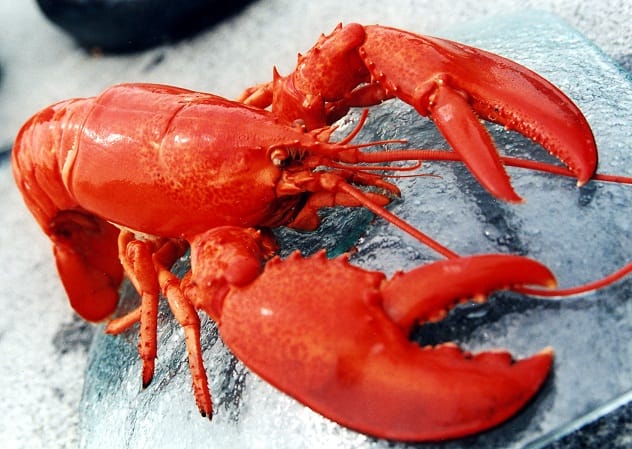 A cooked lobster