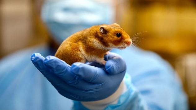 Hamster in a laboratory setting
