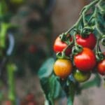 10 GMO Myths Busted: The Truth About Your Food