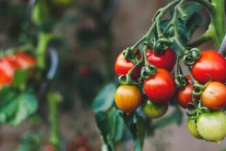 10 GMO Myths Busted: The Truth About Your Food