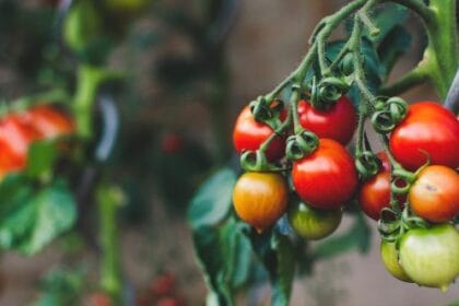 10 GMO Myths Busted: The Truth About Your Food