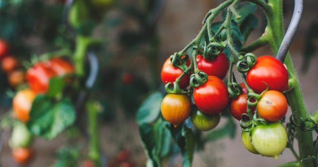 10 GMO Myths Busted: The Truth About Your Food