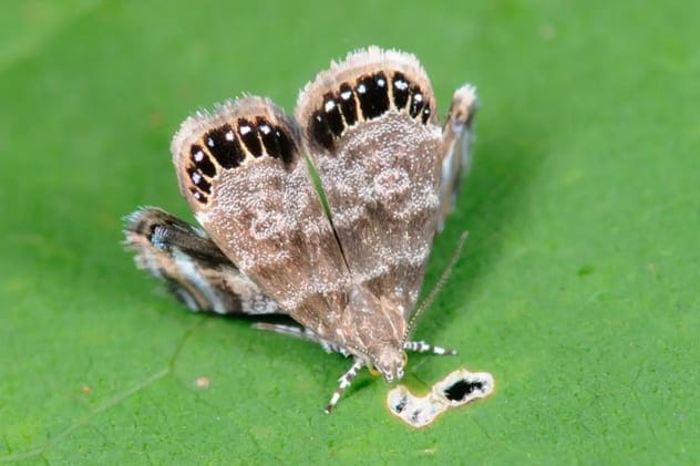 Killer moths for pest control