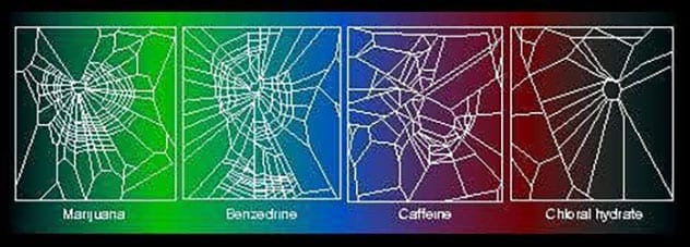 A spider web